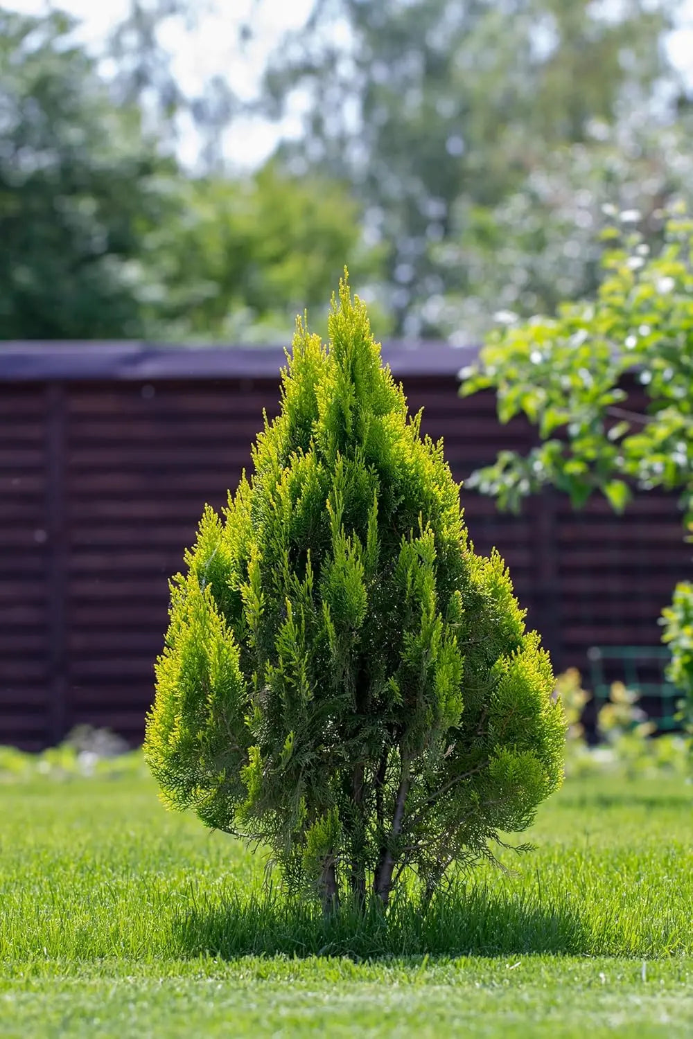 Lebensbaum Thuja occidentalis 'Brabant' als Gehölz, grüne nadelartige Zweige, von Stauden Gänge.