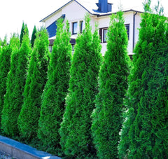 Grüner Thuja occidentalis 'Smaragd' Gehölz, Lebensbaum, bei Stauden Gänge, detailreiche Nahaufnahme