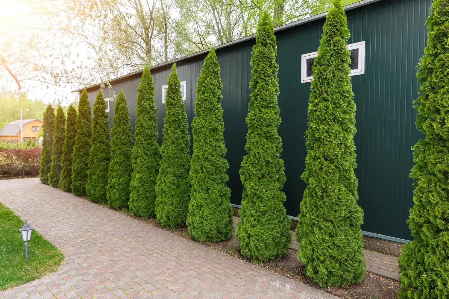 Lebensbaum Thuja occidentalis 'Smaragd' als grünes Gehölz, detailreiche Ansicht von Stauden Gänge.