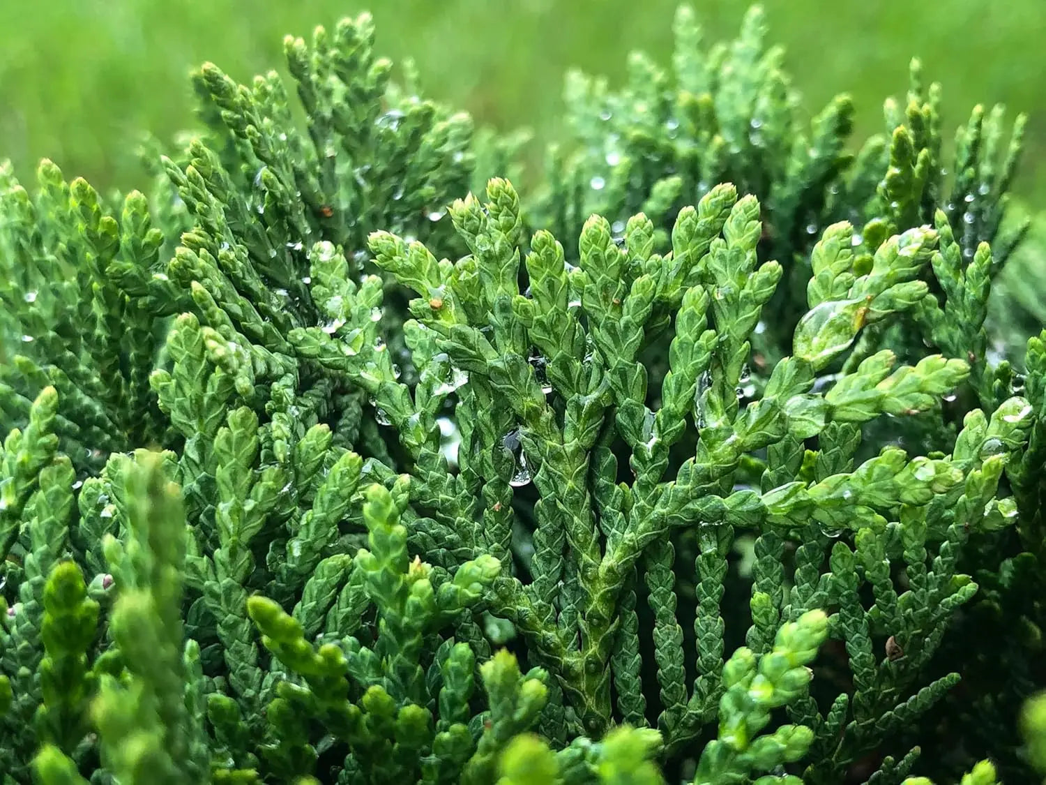 Grüner Thuja occidentalis 'Smaragd' Lebensbaum, Gehölz, Stauden Gänge, zeigt dichtes, nadelartiges Laub und aufrechter Wuchs.