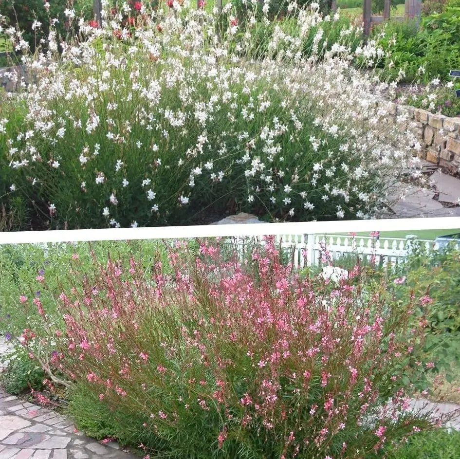 Zwei Gaura lindheimeri Stauden in Rosa und Weiß, Teil der Stauden Gänge Kollektion, blühend in einem Garten.