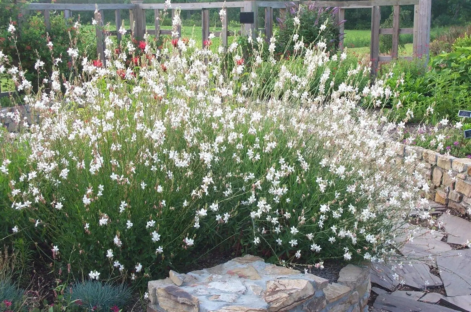 Zwei Stauden Gänge Gaura lindheimeri Kollektion, rosa und weiße Prachtkerze, blühende Gartenstauden in Naturaufnahme
