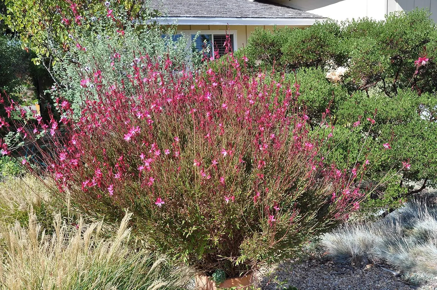 Zwei Gaura lindheimeri Stauden in Rosa und Weiß, blühende Prachtkerzen, von Stauden Gänge, im Garten fotografiert.