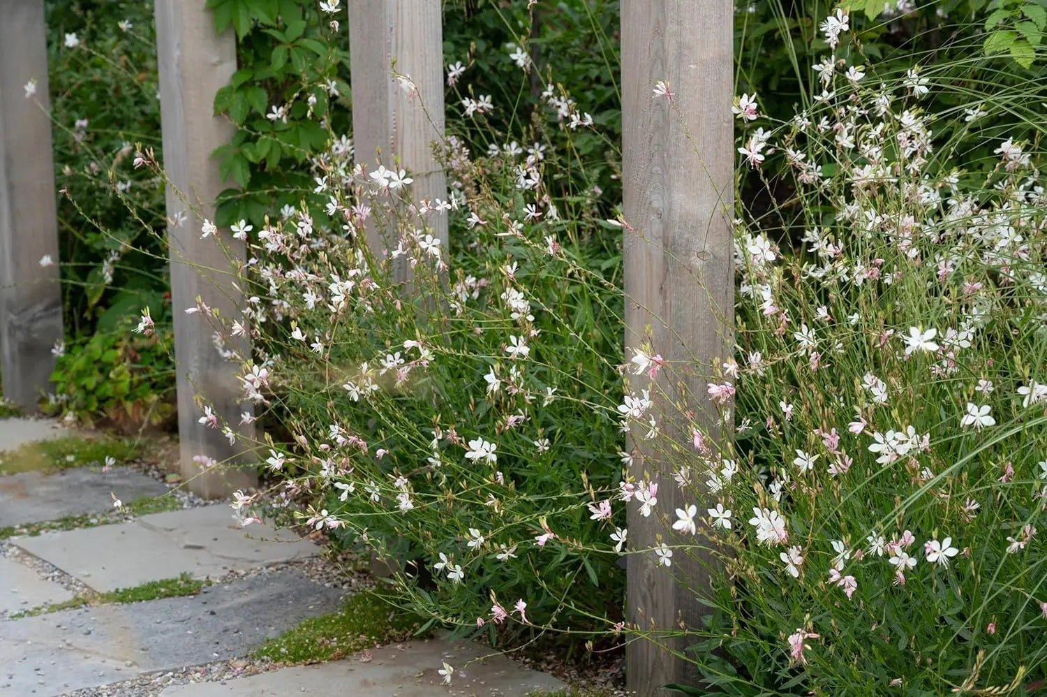 Zwei Stauden Gänge Gaura lindheimeri Kollektion mit rosa und weißen Blüten, Prachtkerze in Gartenbeet, sommerliche Staudenpflanzen