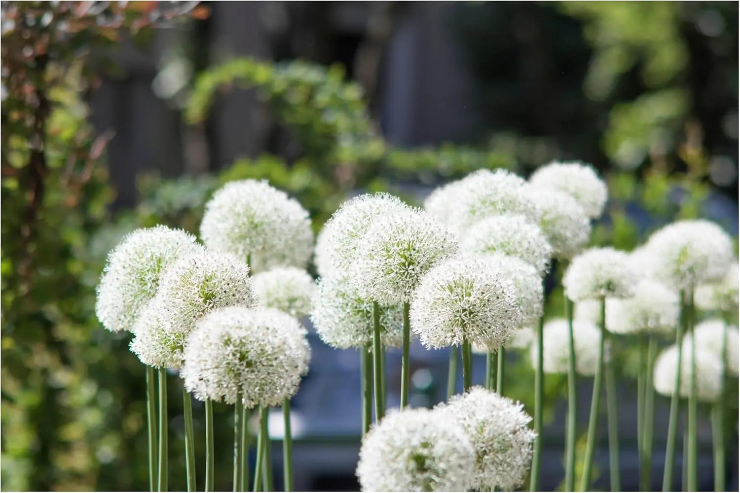 Drei Allium Stauden aus der Zierlauch-Kollektion von Stauden Gänge, blühende Zierpflanzen in bunten Farben.