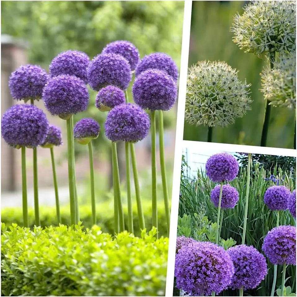 Drei Allium Zierlauch Stauden in der Stauden Gänge Kollektion, mit blühenden Kugelblumen in bunten Farben.