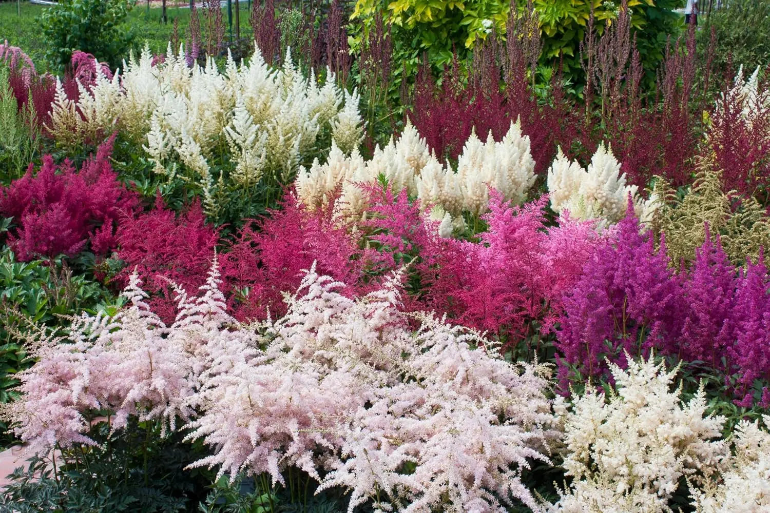 Drei Astilbe arendsii Stauden der Stauden Gänge Kollektion mit rosa Blüten und grünen Blättern, perfekt für den Garten.