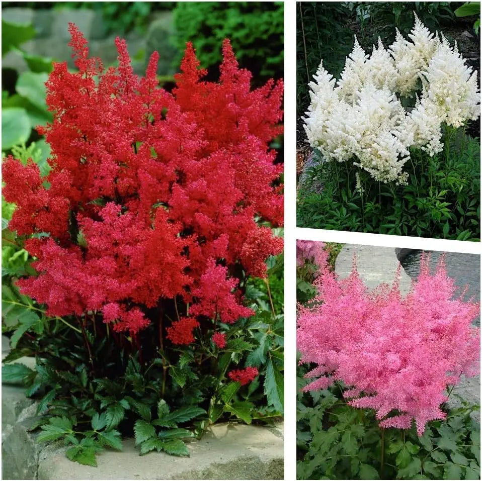 Drei Astilbe arendsii Stauden aus der Stauden Gänge Kollektion, blühende Prachtspiere mit gefiederten Blättern und rosa Blüten.