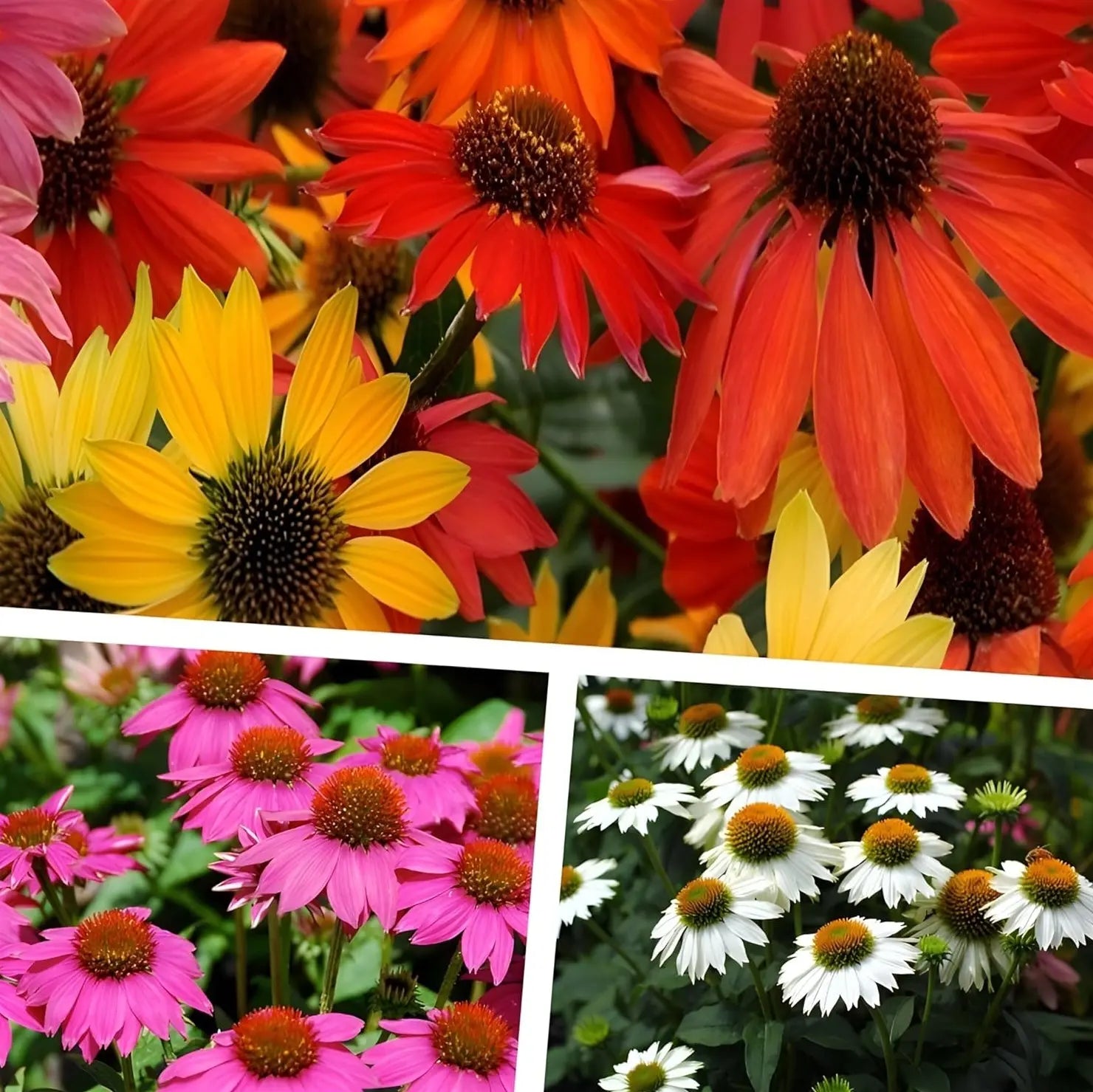 Drei Echinacea purpurea Stauden der Stauden Gänge Kollektion mit großen pinken Blüten und grünen Blättern.
