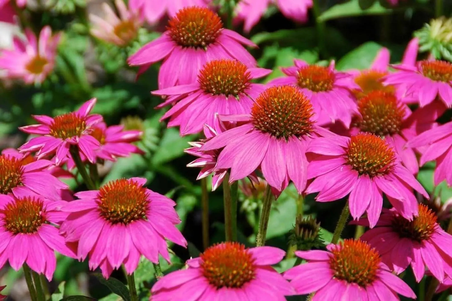 Drei Echinacea purpurea Stauden in einer Stauden Gänge Kollektion, blühende Scheinsonnenhut Pflanzen, Nahaufnahme