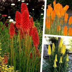 Drei Stauden der Kniphofia Kollektion, Fackellilien Tritome, blühende Stauden in einem Garten, von Stauden Gänge.