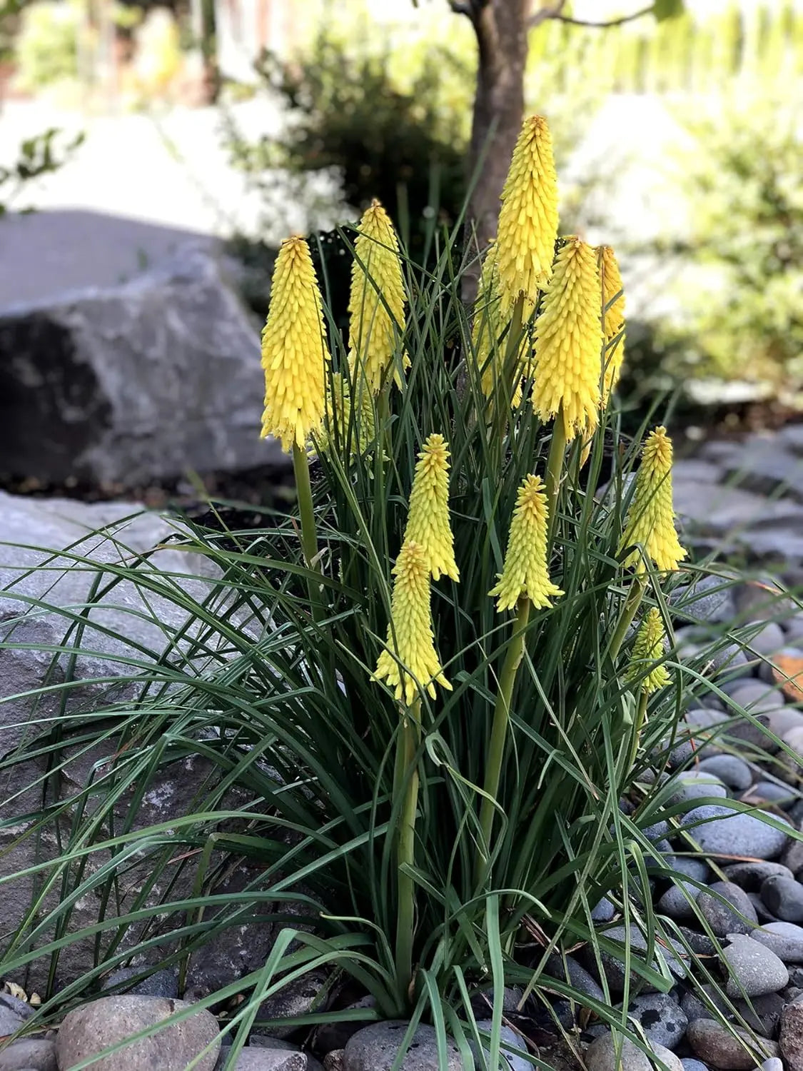 Drei Stauden der Kniphofia Kollektion, Fackellilien Tritome, in einer Gartenlandschaft, von Stauden Gänge.