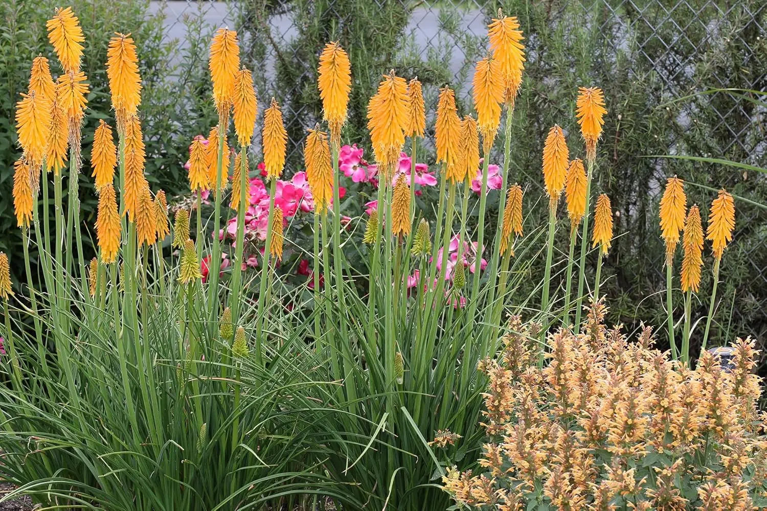 Drei Kniphofia Stauden aus der Tritome Kollektion mit leuchtenden Fackellilien, von Stauden Gänge.