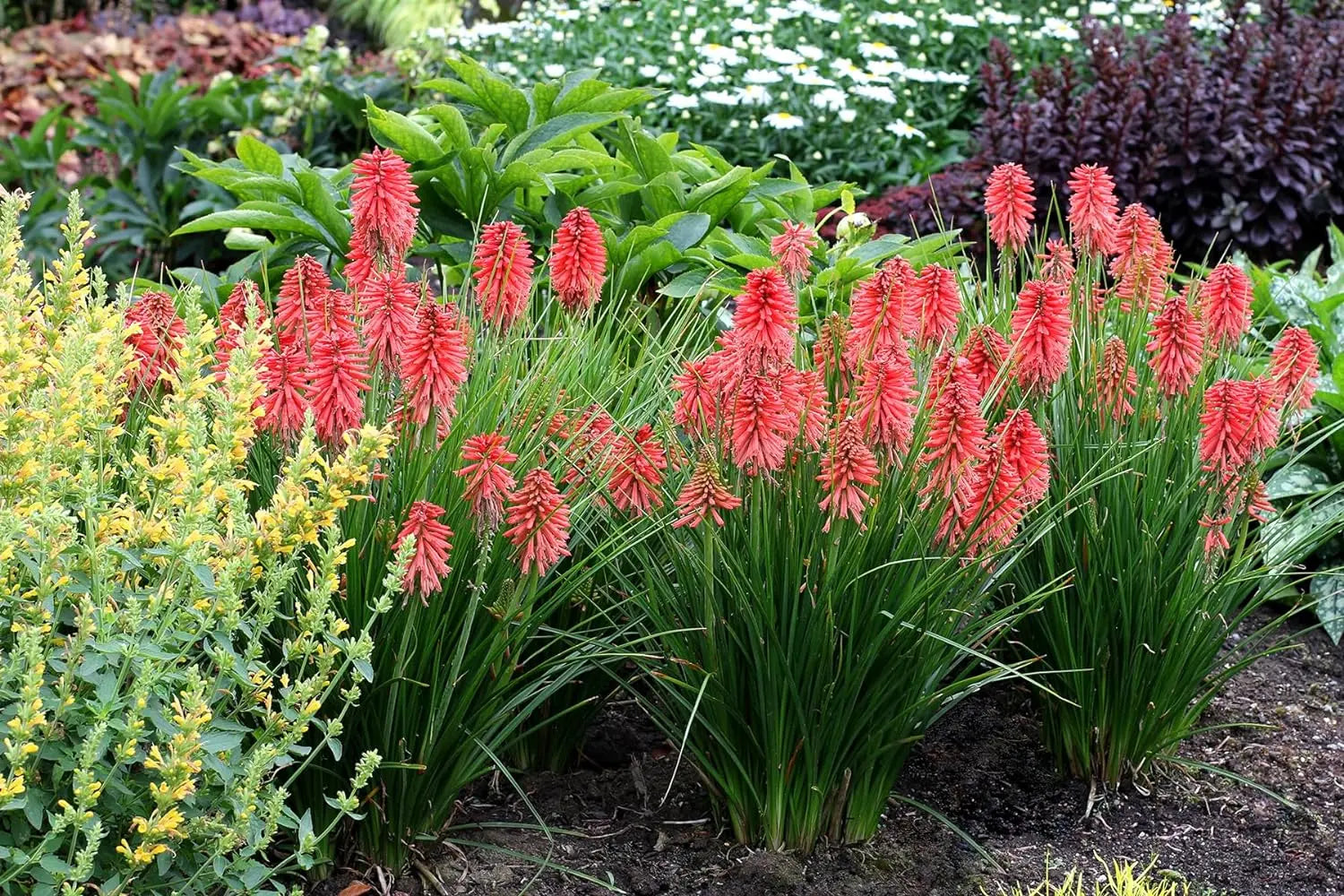 Drei Stauden-Kniphofia Tritome aus der Stauden Gänge Kollektion, leuchtende Fackellilien in natürlicher Gartendarstellung