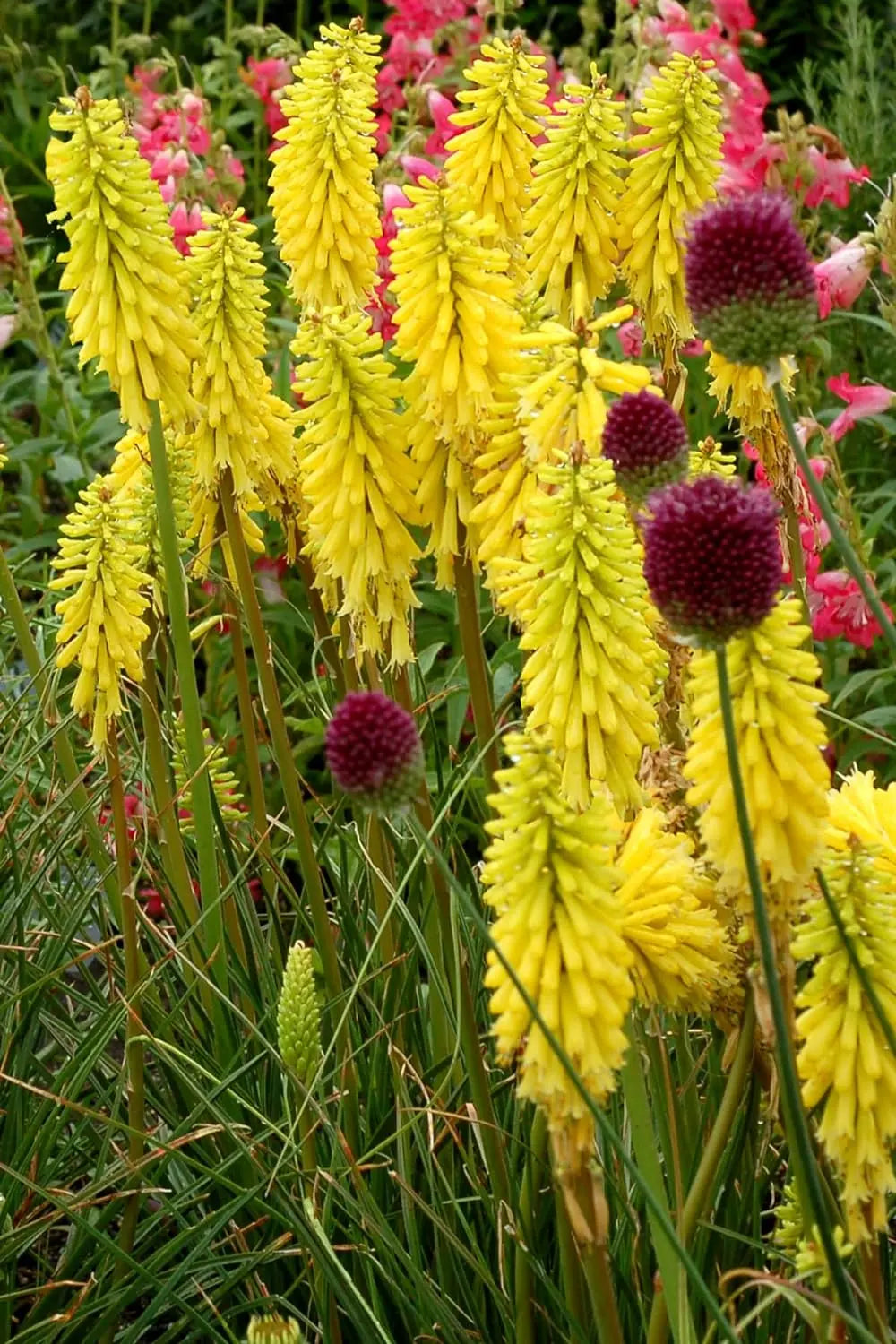 Drei Stauden der Kniphofia Kollektion, Fackellilien Tritome, in einer Gartenlandschaft, von Stauden Gänge.