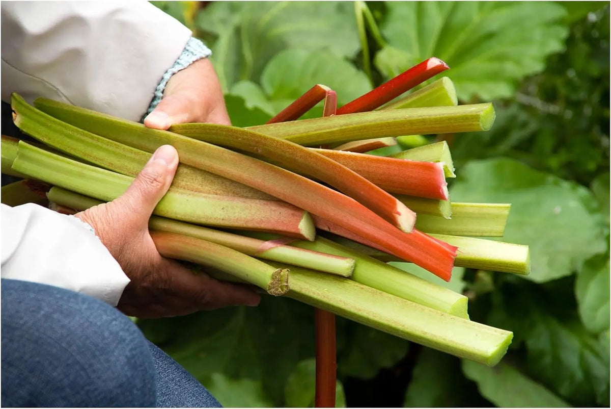 Drei Rheum rhabarbarum Stauden verschiedener Sorten von Stauden Gänge, frisch und gesund für den Garten.