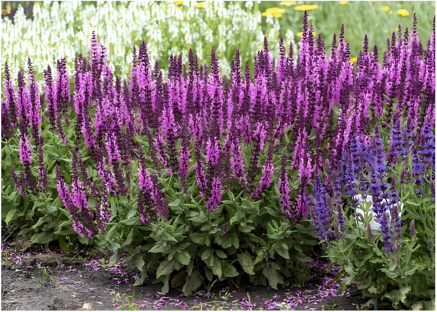 Drei Stauden der Salvia-Kollektion im Mix, Steppensalbei, von Stauden Gänge, grüne Blätter und bunte Blüten in einem Garten.
