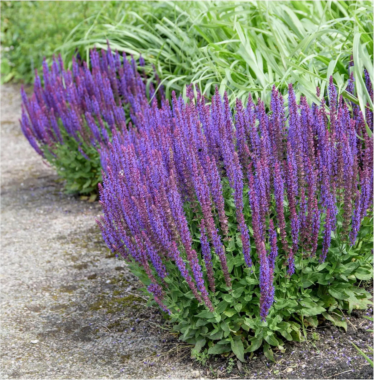 Drei Stauden der Salvia Kollektion im bunten Mix, Steppensalbei, mit grünen Blättern und blauen, roten sowie lila Blüten.