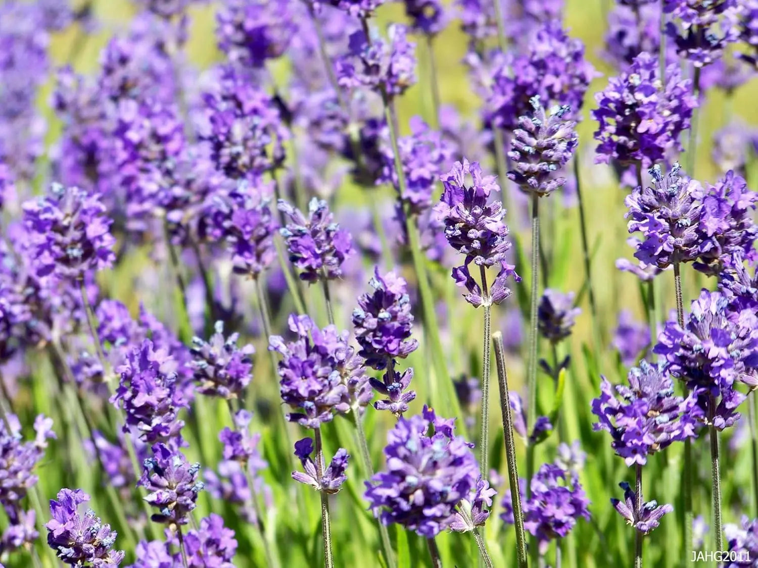 Bunte 30er Pack Lavandula angustifolia Mix Stauden in 3 Sorten, Echter Lavendel, Stauden Gänge, im Garten.