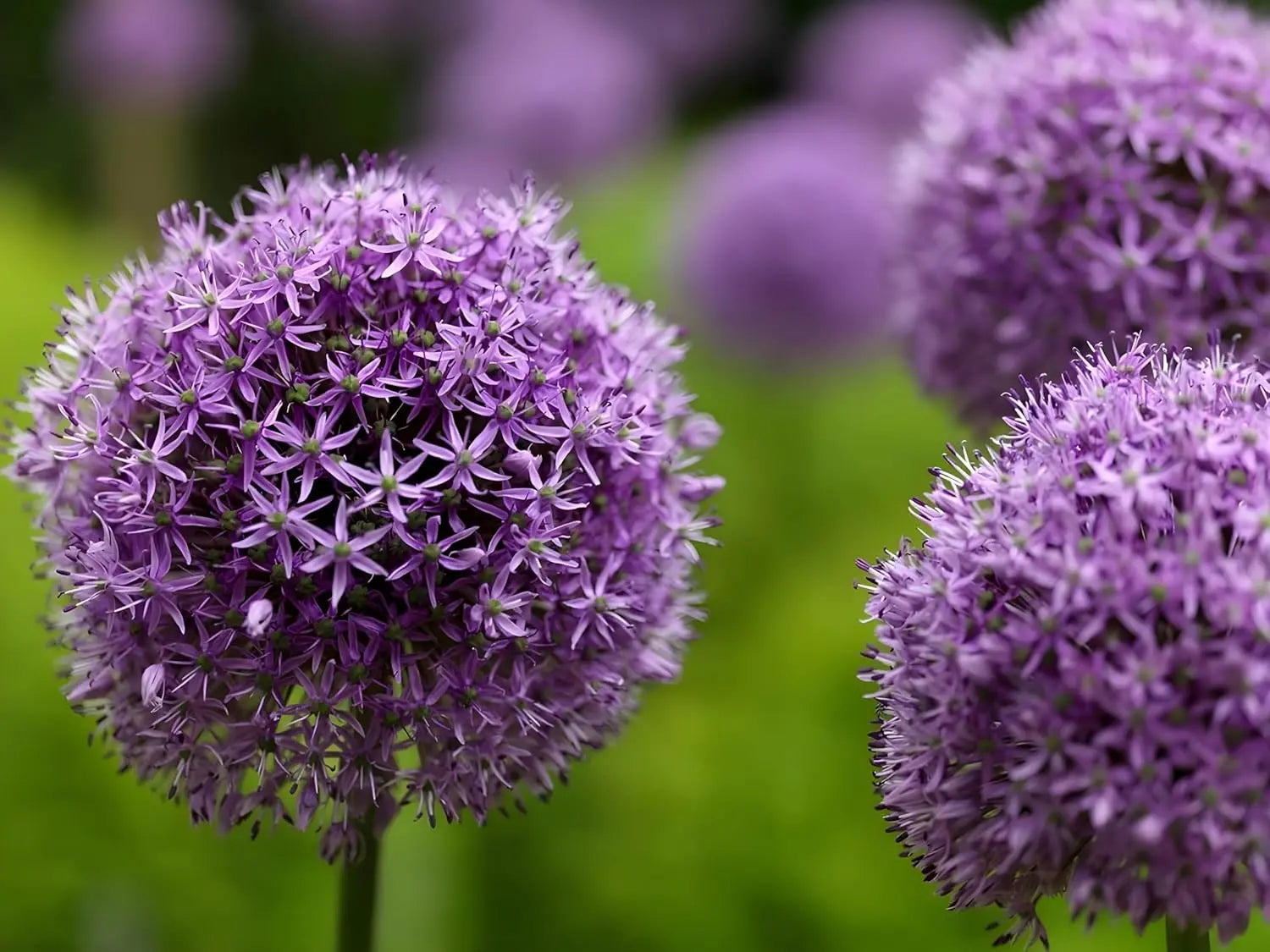 Vier Allium Zierlauch Stauden aus der Stauden Gänge Allium KOLLEKTION, blühende Zierpflanzen in einem Garten.