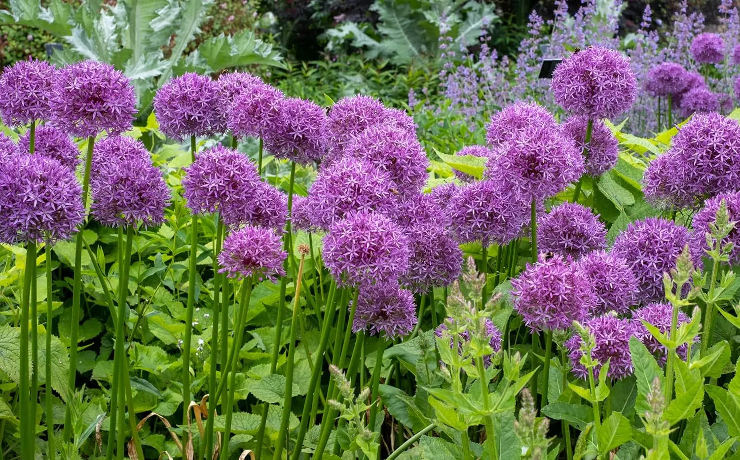 Vier Allium Zierlauch Stauden aus der Allium KOLLEKTION von Stauden Gänge, fröhliche blühende Zierpflanzen