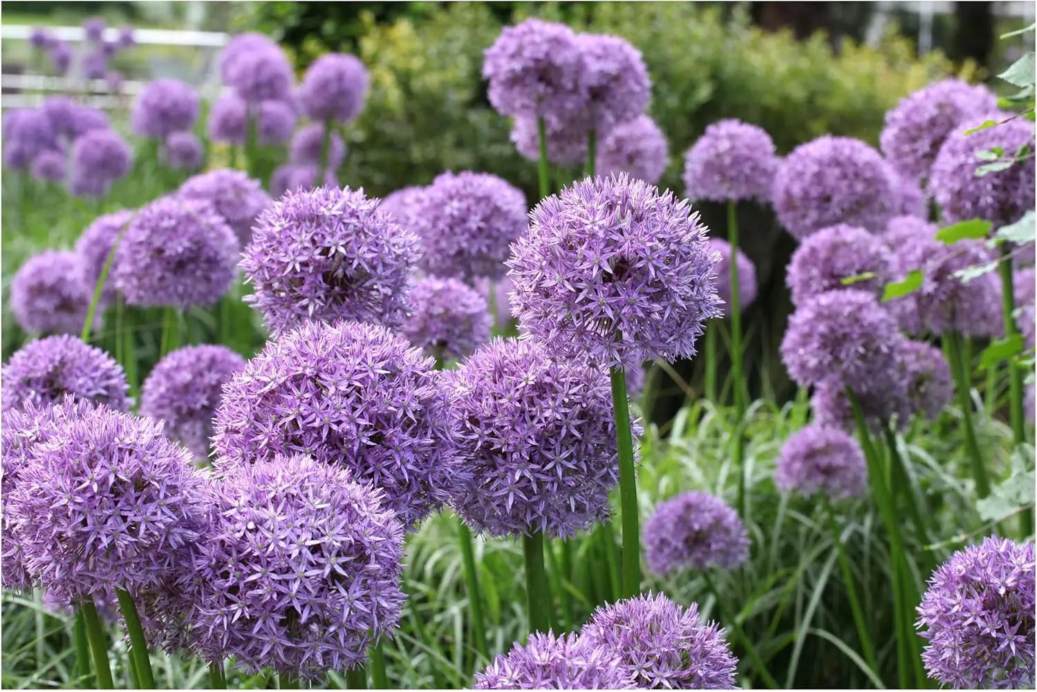 Vier Allium Zierlauch Stauden aus der Stauden Gänge Allium Kollektion, blühende Zierpflanzen in bunten Farben.