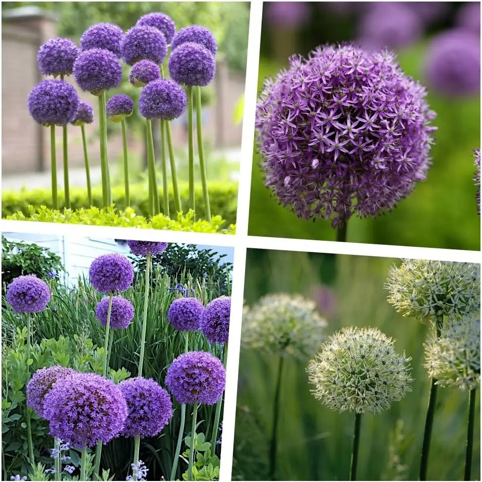 Vier Allium Zierlauch Stauden aus der Stauden Gänge Allium Kollektion, blühende Zierpflanzen in bunten Farben.
