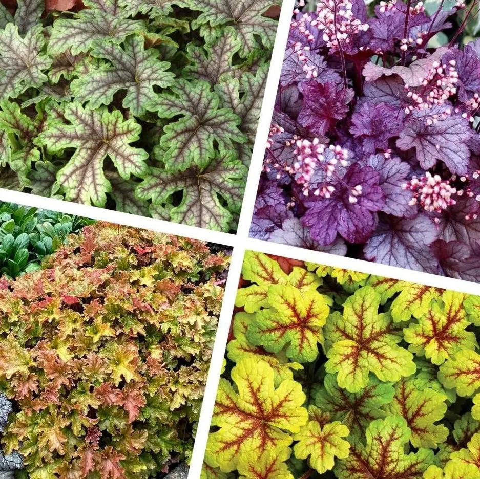 Vier Heuchera Stauden in Purpurglöckchen-Kollektion von Stauden Gänge, bunte Blätter und kräftiges Laub, frisch gepflanzt.