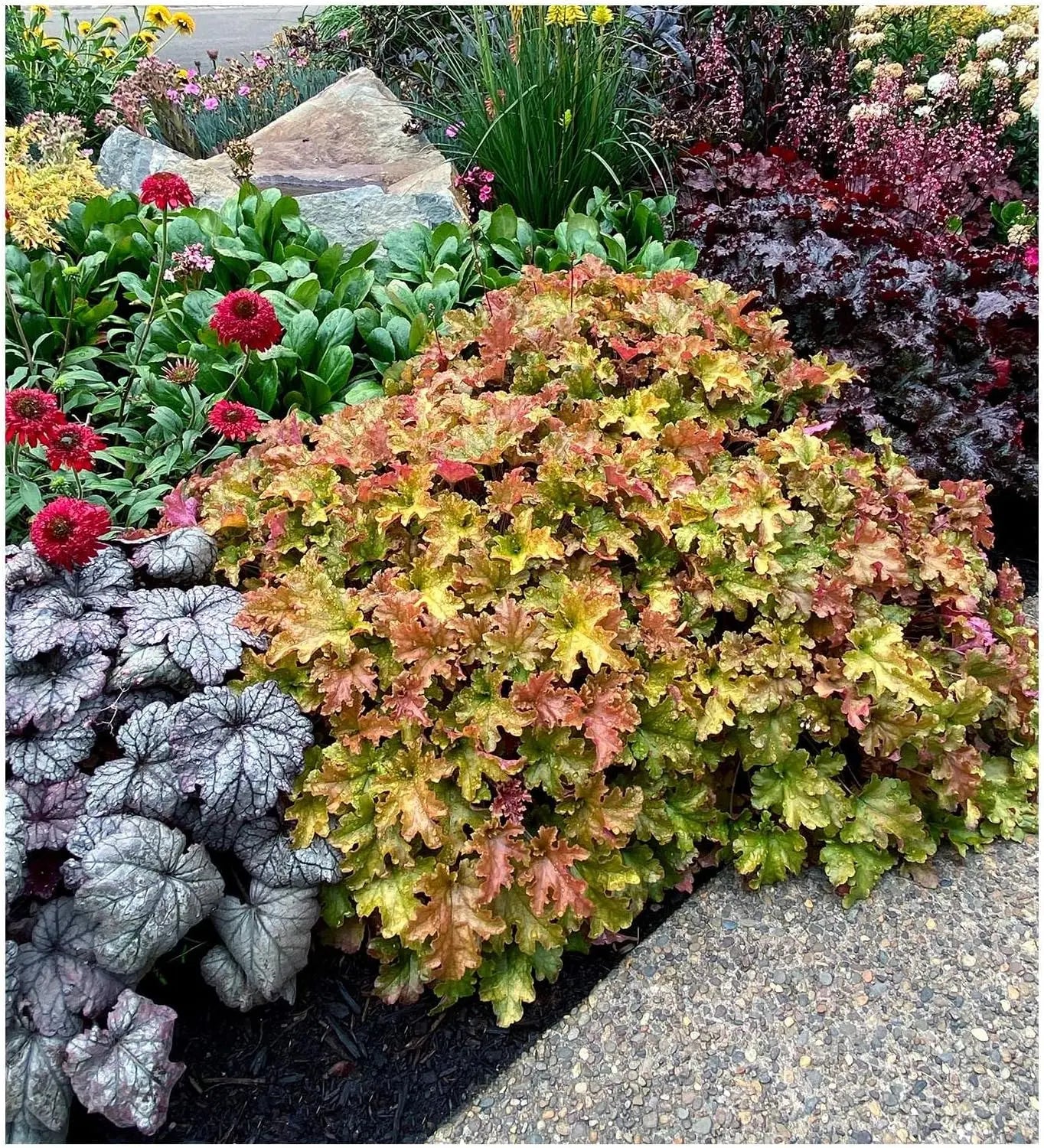Vier Heuchera Stauden in der Purpurglöckchen-Kollektion von Stauden Gänge, buntes Laub und robuste Staudenpflanzen.