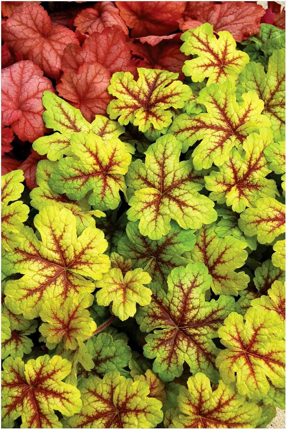Vier Heuchera Stauden in der Purpurglöckchen-Kollektion, schöne Pflanzendetails und Blätter, von Stauden Gänge.