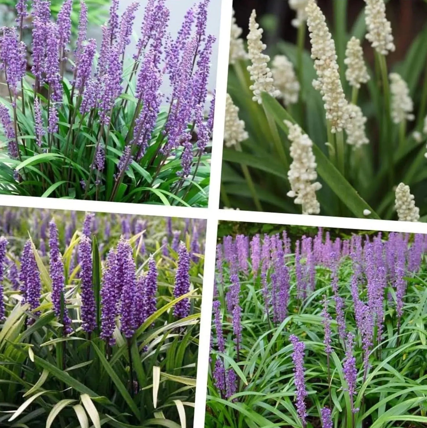 Vier Liriope muscari Stauden in Lilientraube von Stauden Gänge, frische Gartenpflanzen, dicht wachsend und blühend.