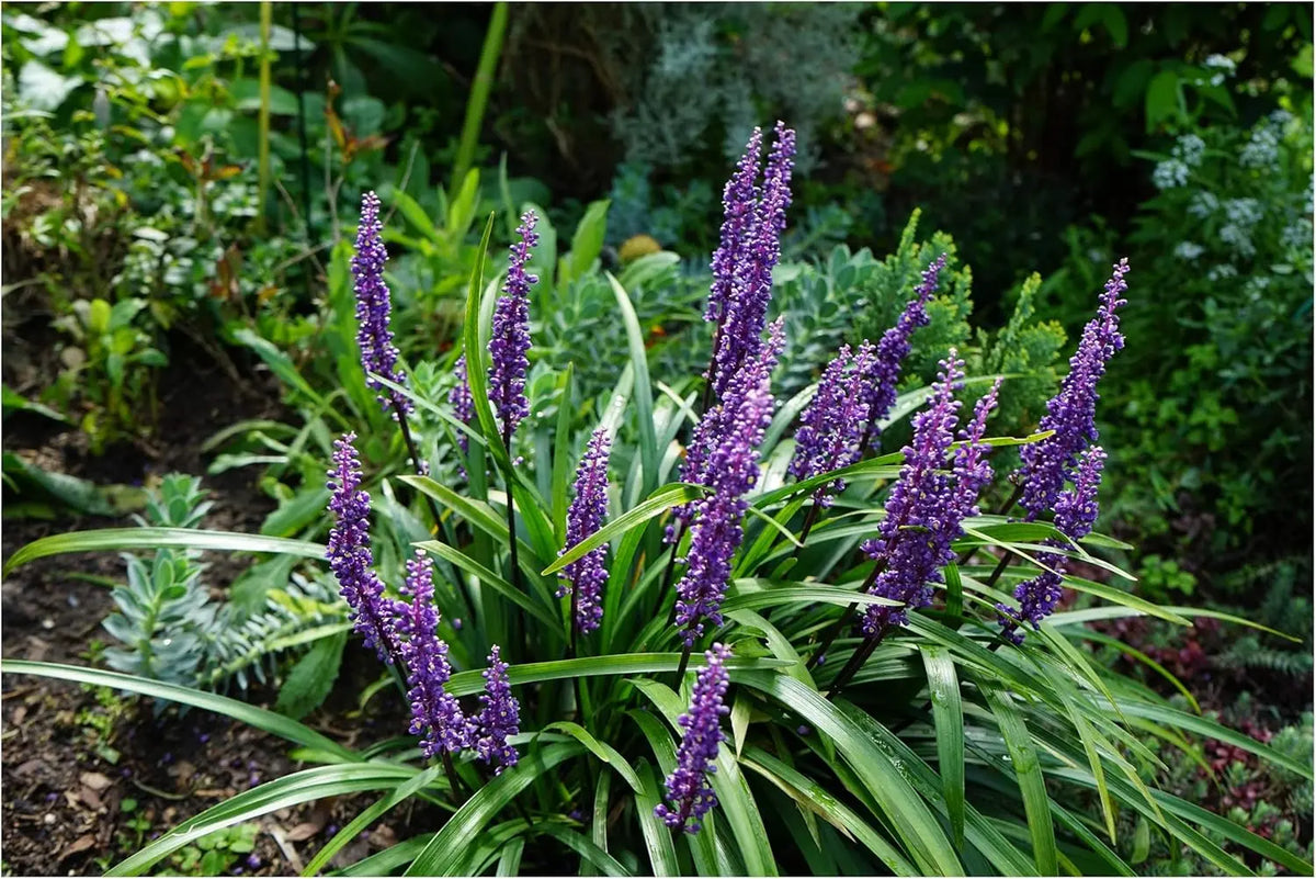 Vier Liriope muscari Stauden in Lilientraube von Stauden Gänge, blühende Gartenpflanzen für schattige Bereiche.