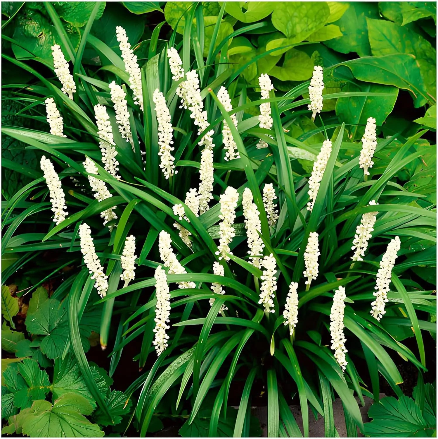 Vier Liriope muscari Stauden in Lilientraube, von Stauden Gänge, mit grünen Blättern und blauen Blüten im Garten.