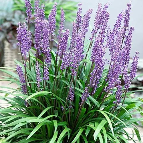Vier Liriope muscari Stauden in Lilientraube-Farbe, aus der Stauden Gänge Kollektion, mit grünen Blättern und blauen Blüten.