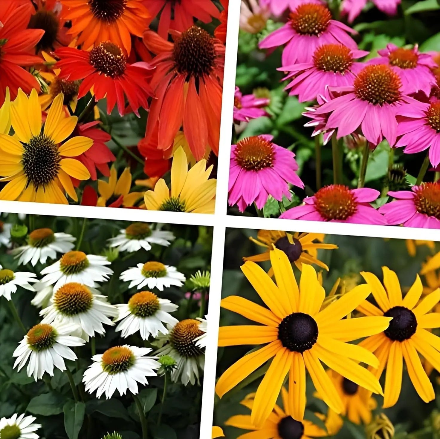 Vier Sommerstauden Kollektion mit Echinacea und Rudbeckia von Stauden Gänge, blühende Stauden im Garten, farbenfrohes Pflanzenarrangement