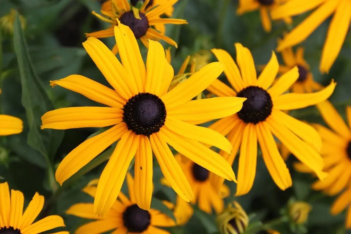 Vier Sommerstauden Kollektion mit Echinacea und Rudbeckia von Stauden Gänge, blühende Stauden im Garten, farbenfrohe Blüten