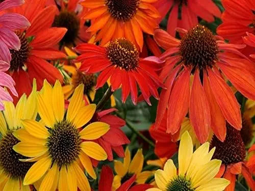 Vier Sommerstauden Kollektion mit Echinacea und Rudbeckia, Staude von Stauden Gänge, blühende Pflanzen in Garten.