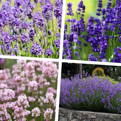 Verschiedene Lavandula angustifolia Stauden im 40er Mix, echte Lavendelpflanzen, von Stauden Gänge in vier Sorten.