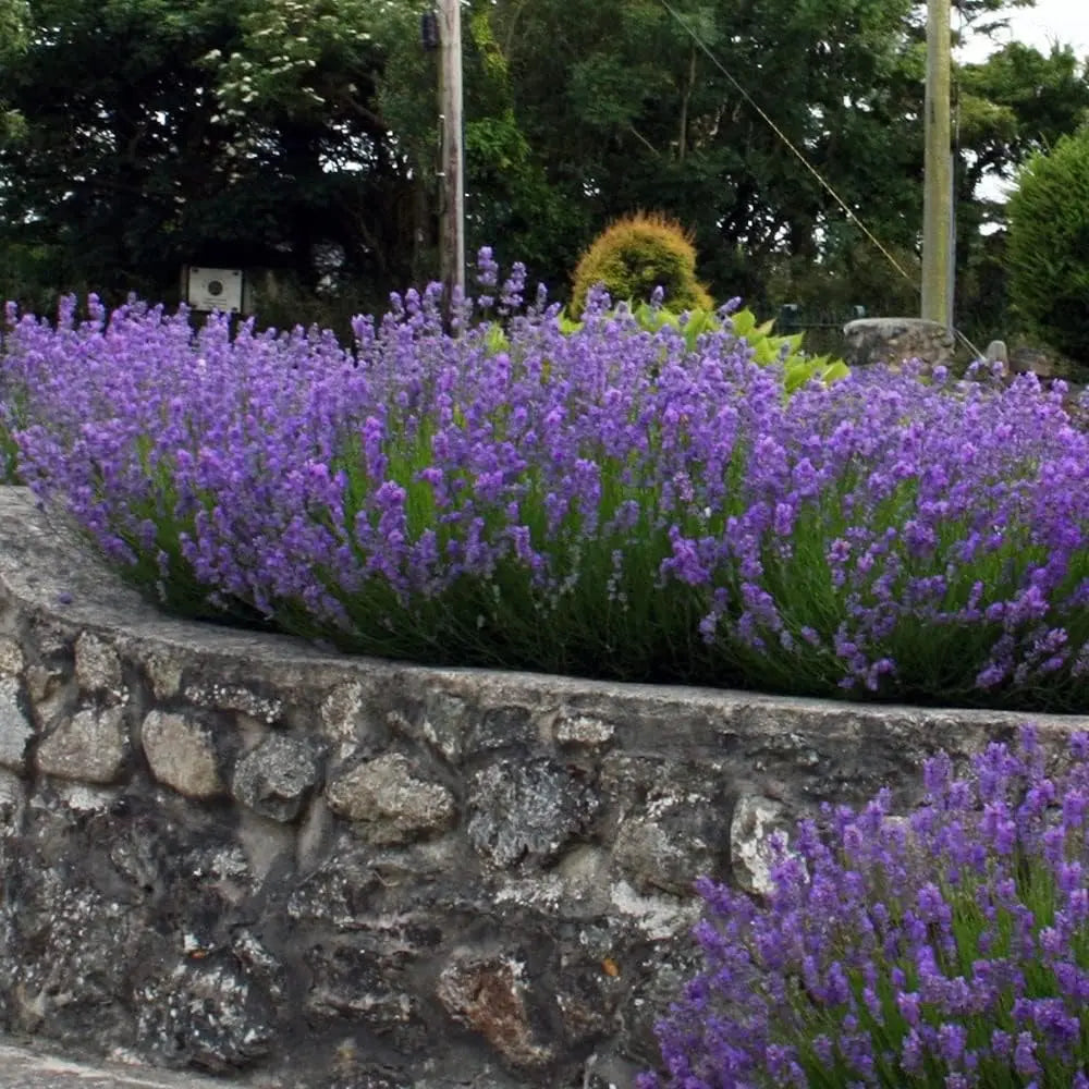 40 Lavandula angustifolia Stauden im 4-Sorten-Mix, Echter Lavendel, blühende Stauden in bunten Gartenbeeten