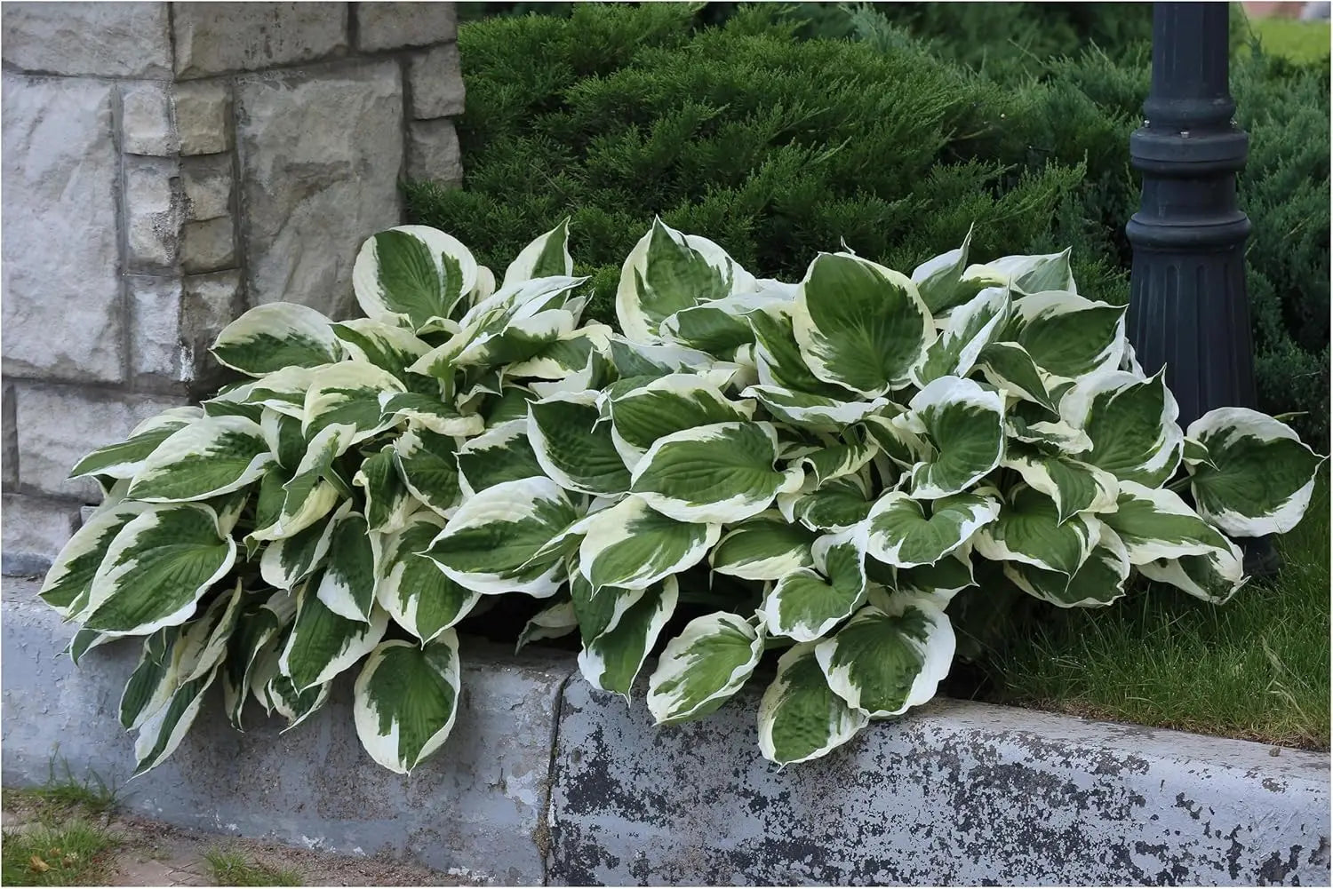 Sechs Hosta Stauden im Mix, von Stauden Gänge, mit grünen und blauen Blättern, in einer Gartenanordnung.