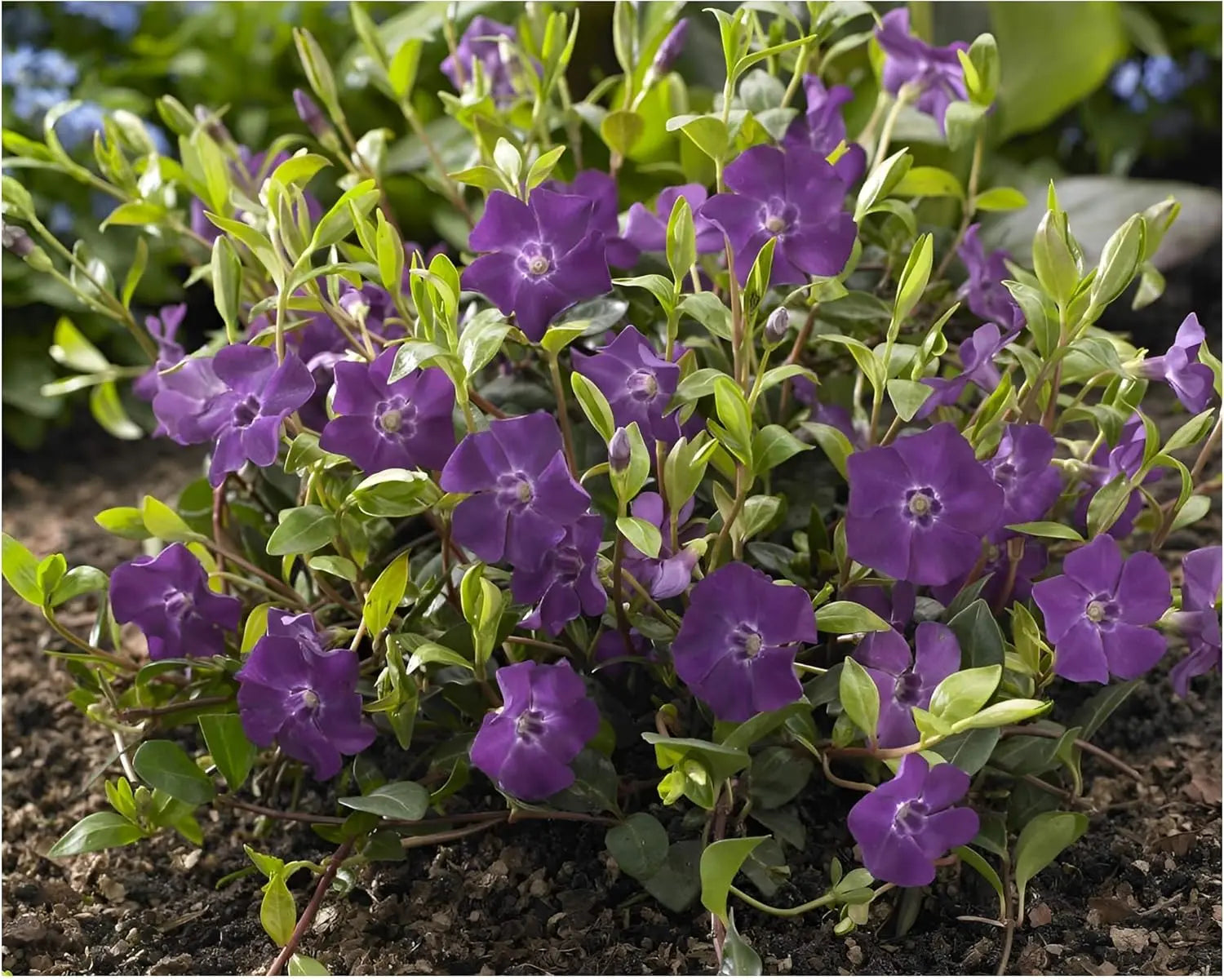 Neun Vinca minor Farbmix Stauden von Stauden Gänge, kleine immergrüne Bodendecker mit bunten Blättern und Blüten