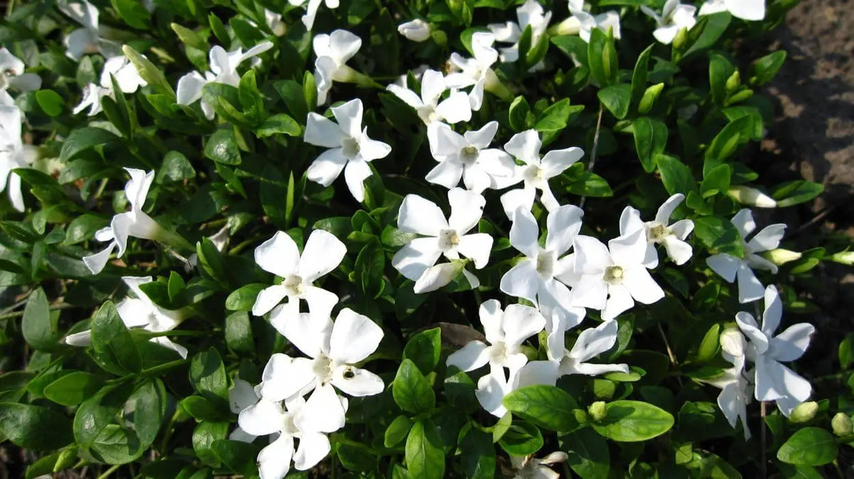 9 Vinca minor Farbmix Stauden von Stauden Gänge, kleine immergrüne Stauden, grüne Blätter und bunte Blüten, Nahaufnahme