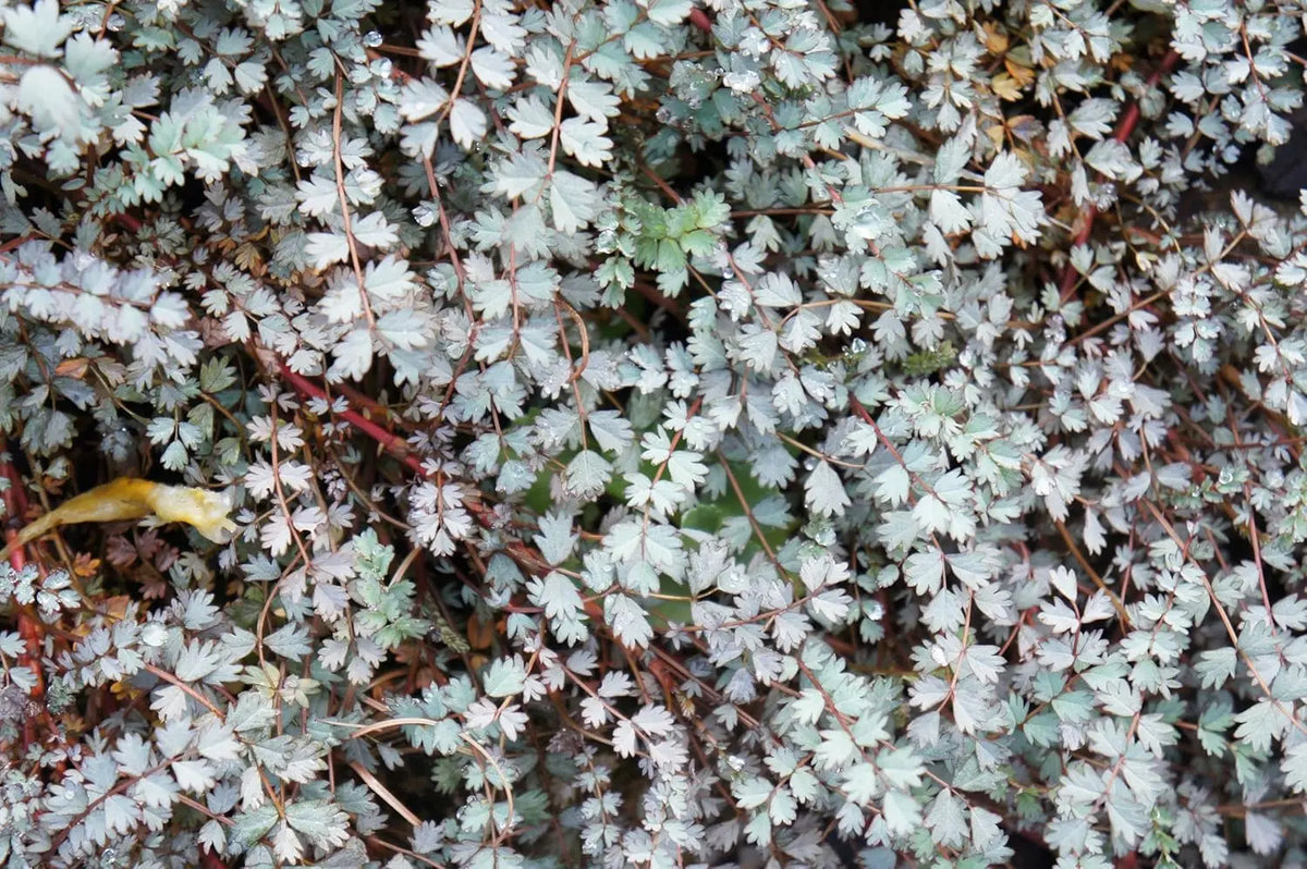 Blaugrünes Acaena buchananni, Staude mit stacheligen Blättern, wächst in einem Garten, von Stauden Gänge.