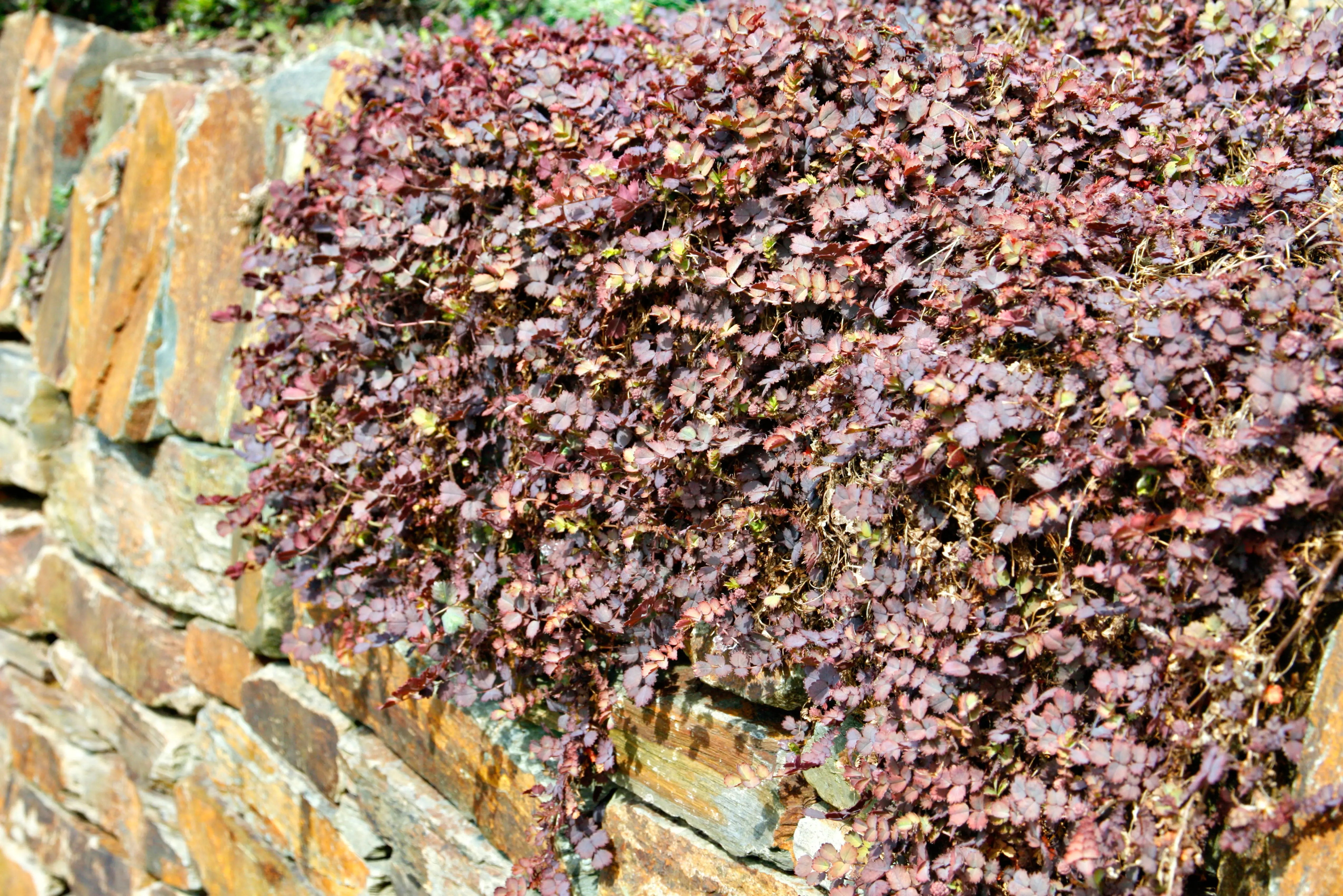 Acaena inermis 'Purpurea' Staude mit dunkelroten Blättern, Pflanze von Stauden Gänge, Nahaufnahme im Garten.