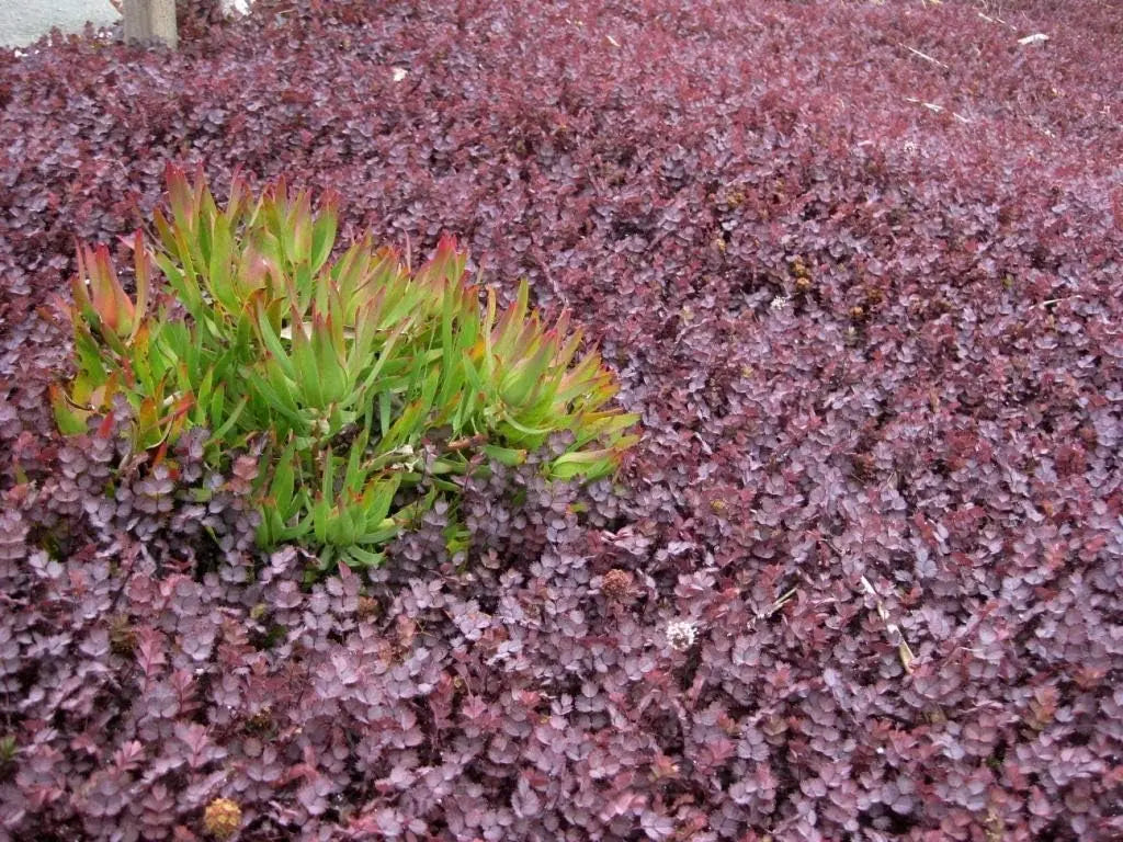 Purpurne Staude Acaena inermis 'Purpurea' mit tiefroten Blättern, als Zierpflanze in Gartenbeet, von Stauden Gänge
