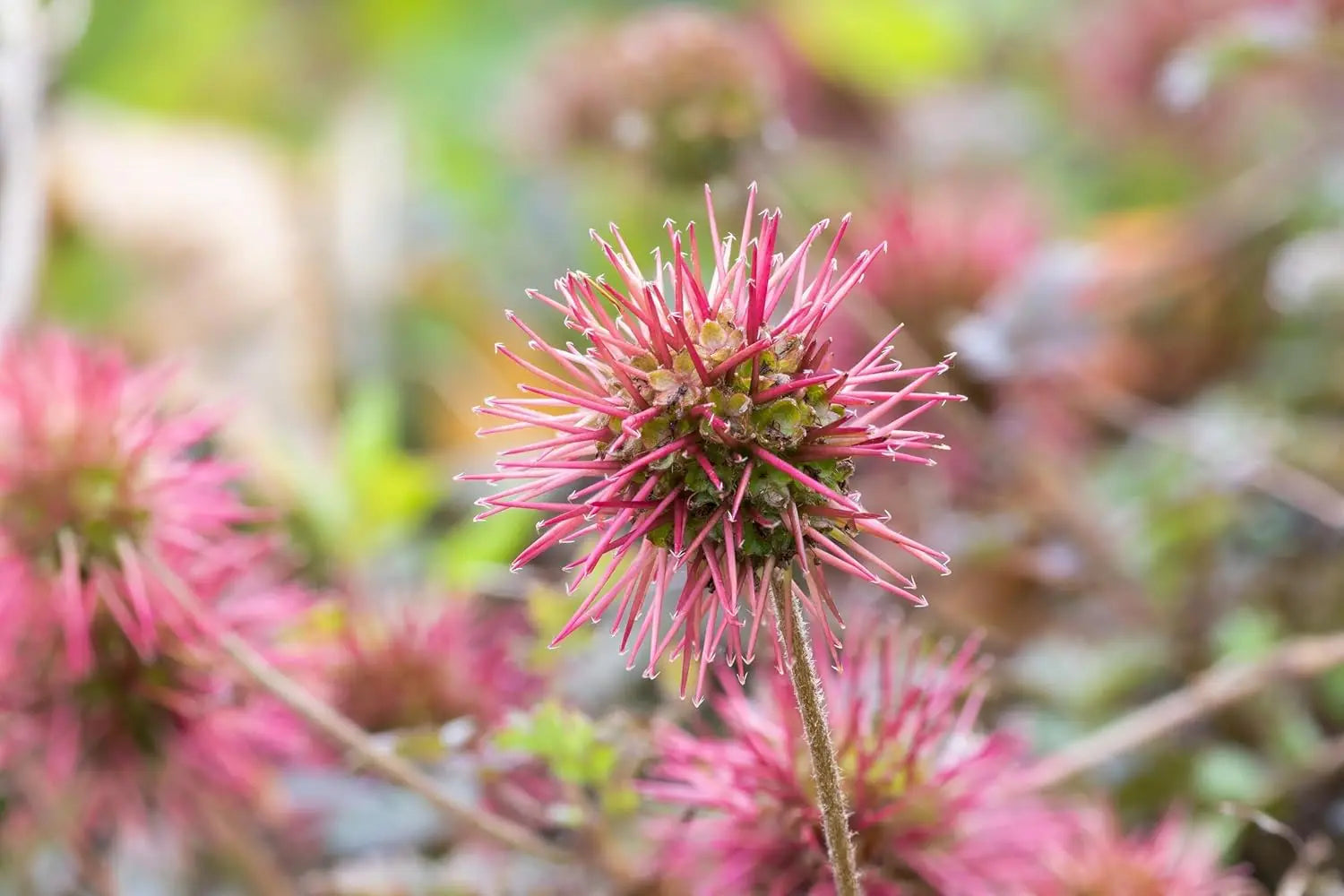 Braunrotes Stachelnüsschen Acaena microphylla ’Kupferteppich’, Staude mit kupferfarbenen Blättern und kleinen Stacheln, von Stauden Gänge