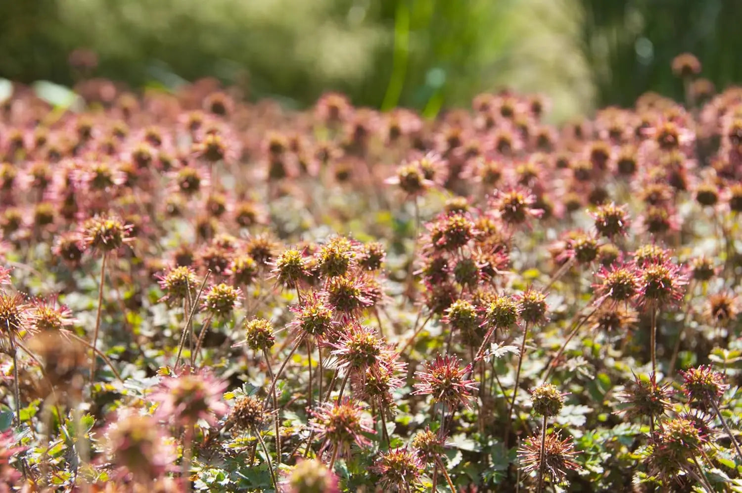 Acaena microphylla ’Kupferteppich’, braunrotes Stachelnüsschen, Staude von Stauden Gänge, dicht wachsend und buschig.