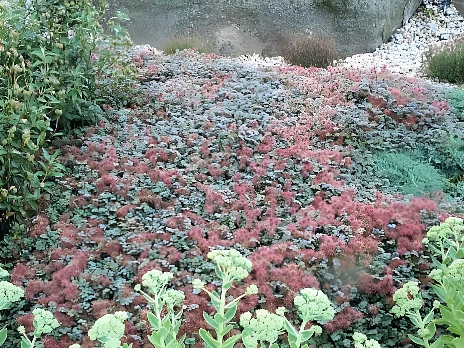 Acaena microphylla ’Kupferteppich’, braunrotes Stachelnüsschen, Staude mit kupferfarbenen Blättern, wächst als Bodendecker.
