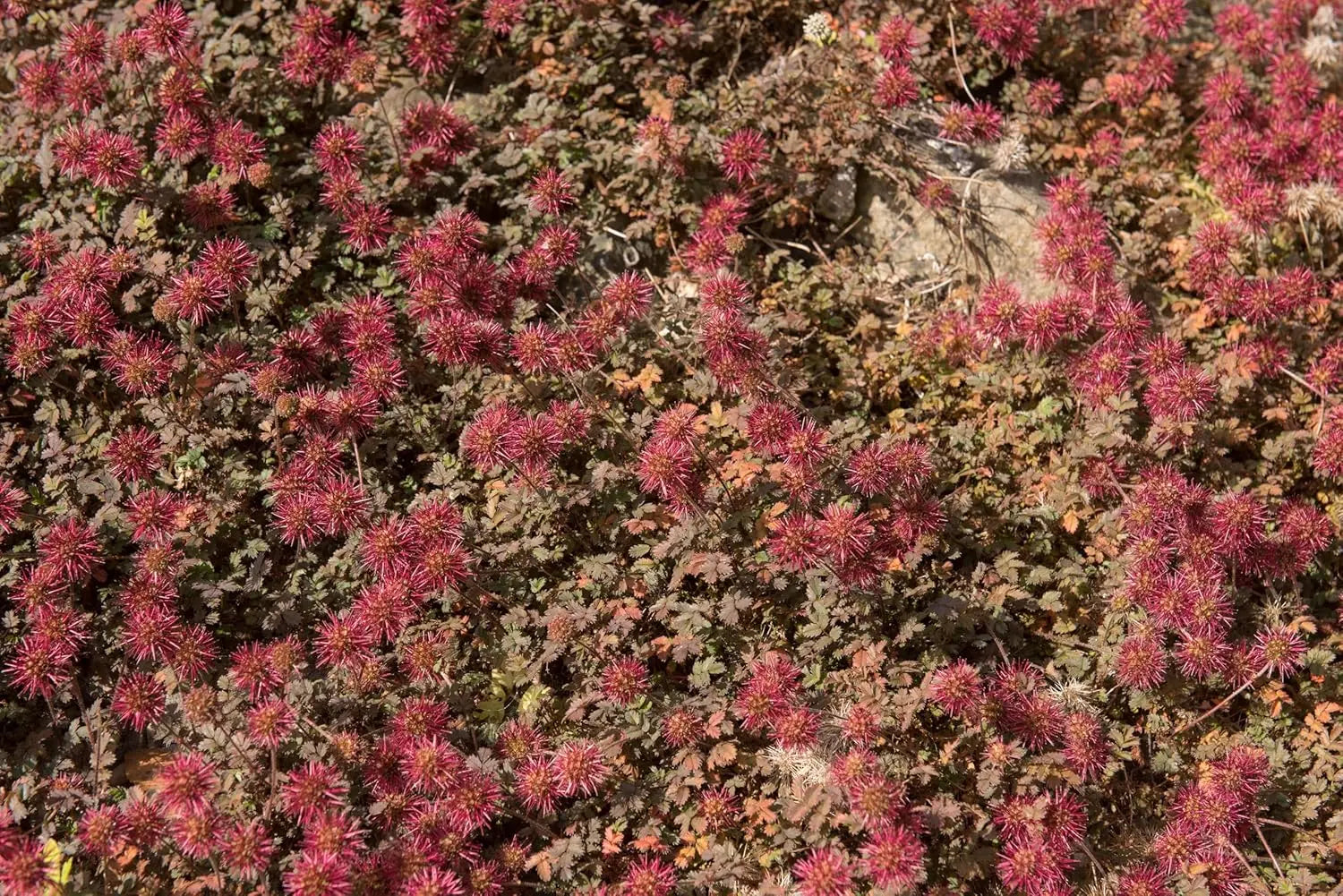 Braunrotes Stachelnüsschen Acaena microphylla ’Kupferteppich’ Staude, mit kupferfarbenen Blättern und stacheligen Trieben