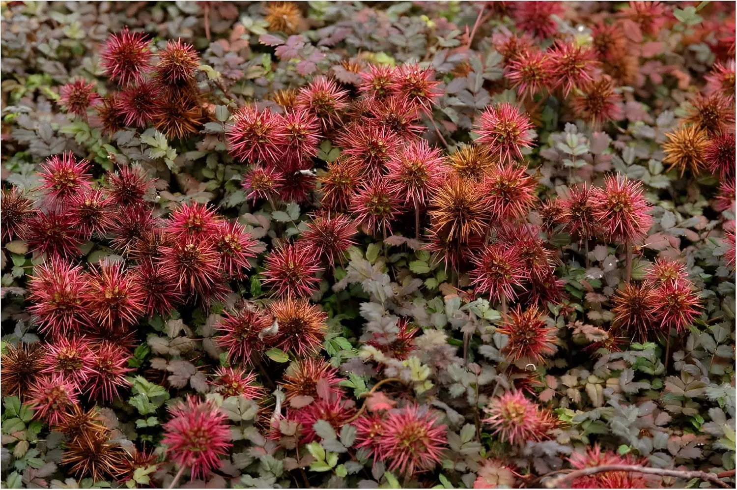 Braunrotes Acaena microphylla ’Kupferteppich’ Staude mit kleinen, stacheligen Blättern, im Garten fotografiert